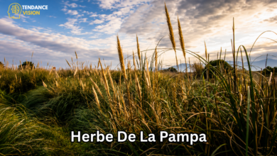 Herbe de la pampa
