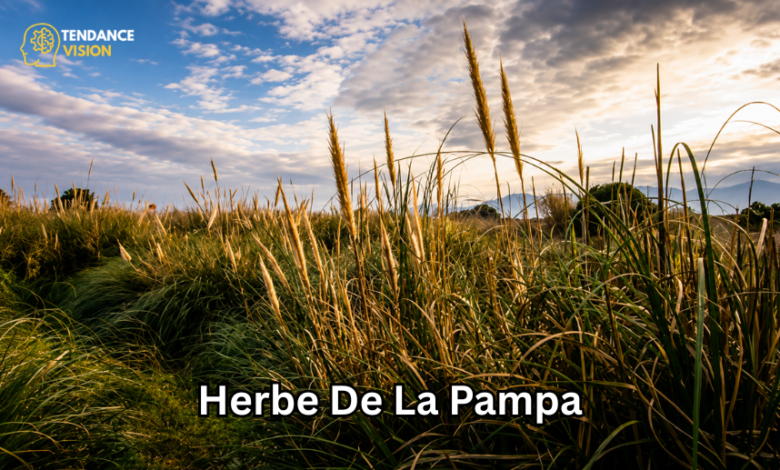 Herbe de la pampa
