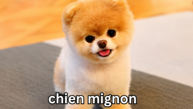 chien mignon